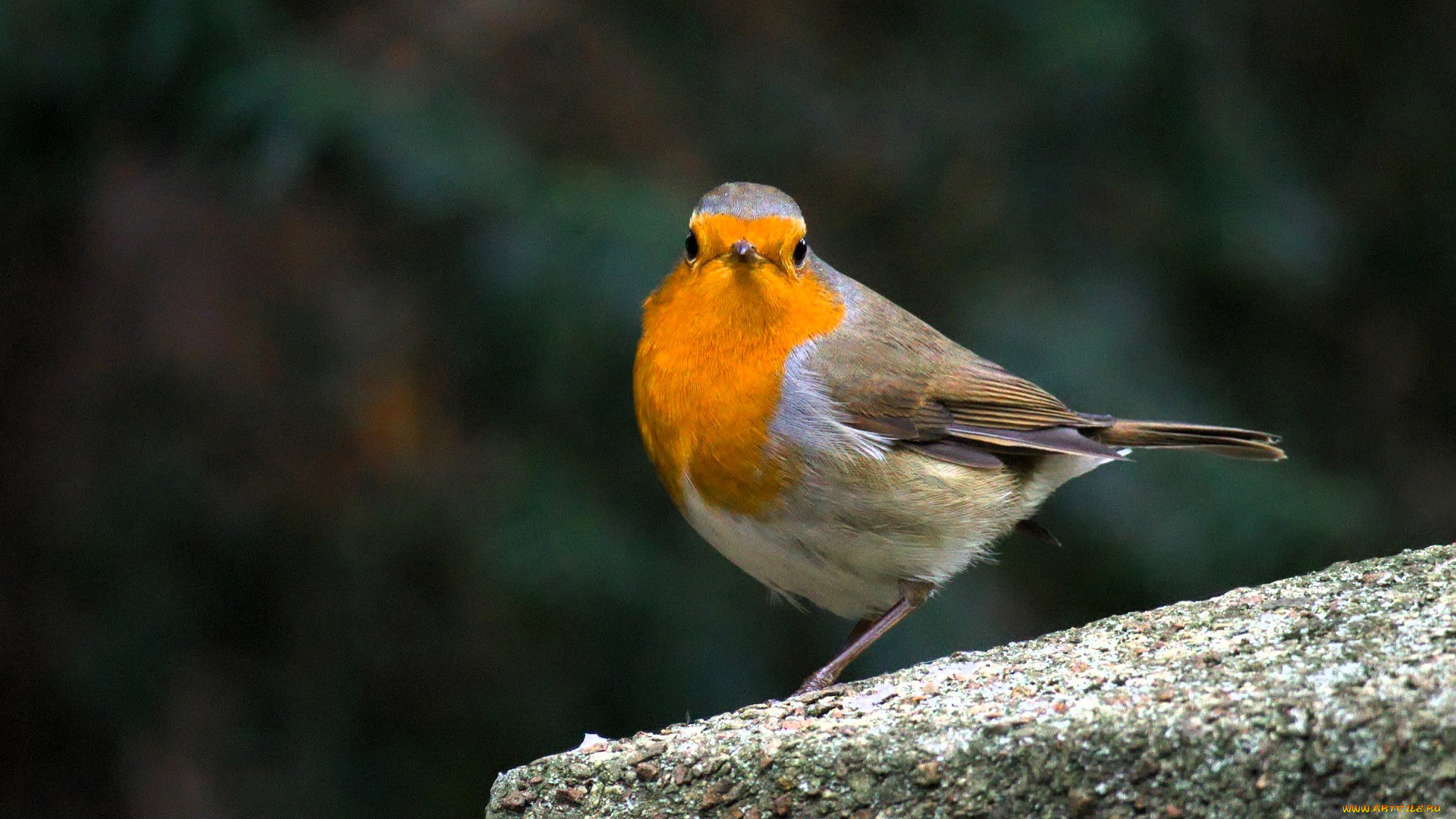 животные, зарянки, , малиновки, зарянка, птица, камень