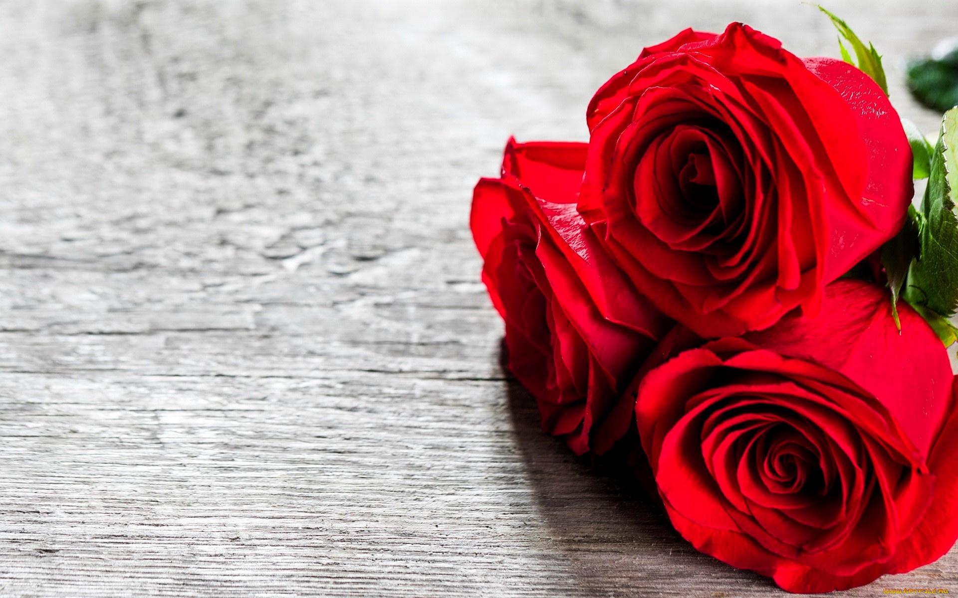 цветы, розы, красные