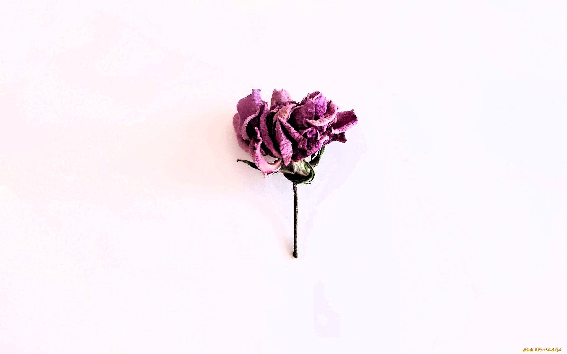 цветы, розы, роза, сухая, бутон