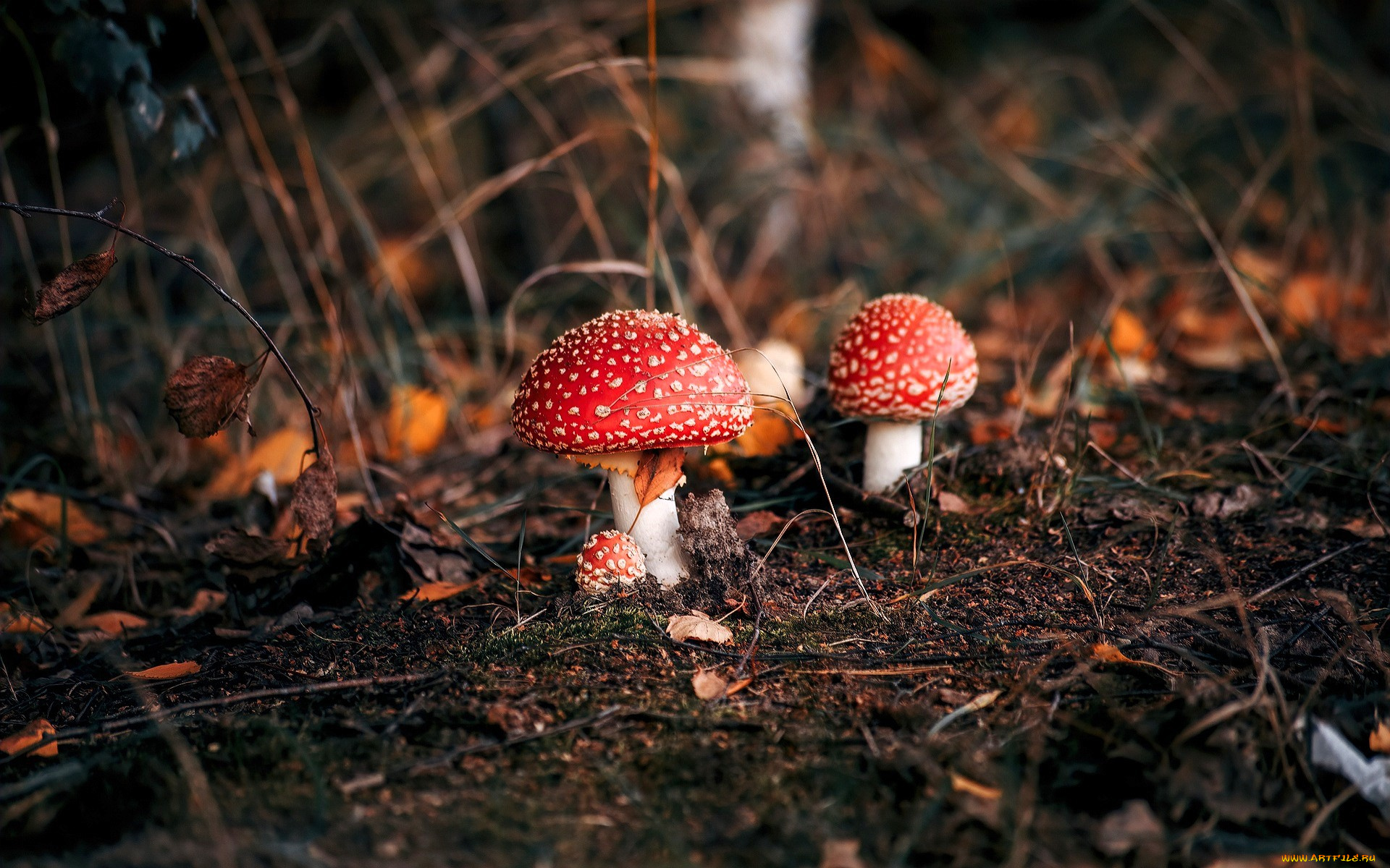 природа, грибы, , мухомор, мухоморы, трава, листья, осень