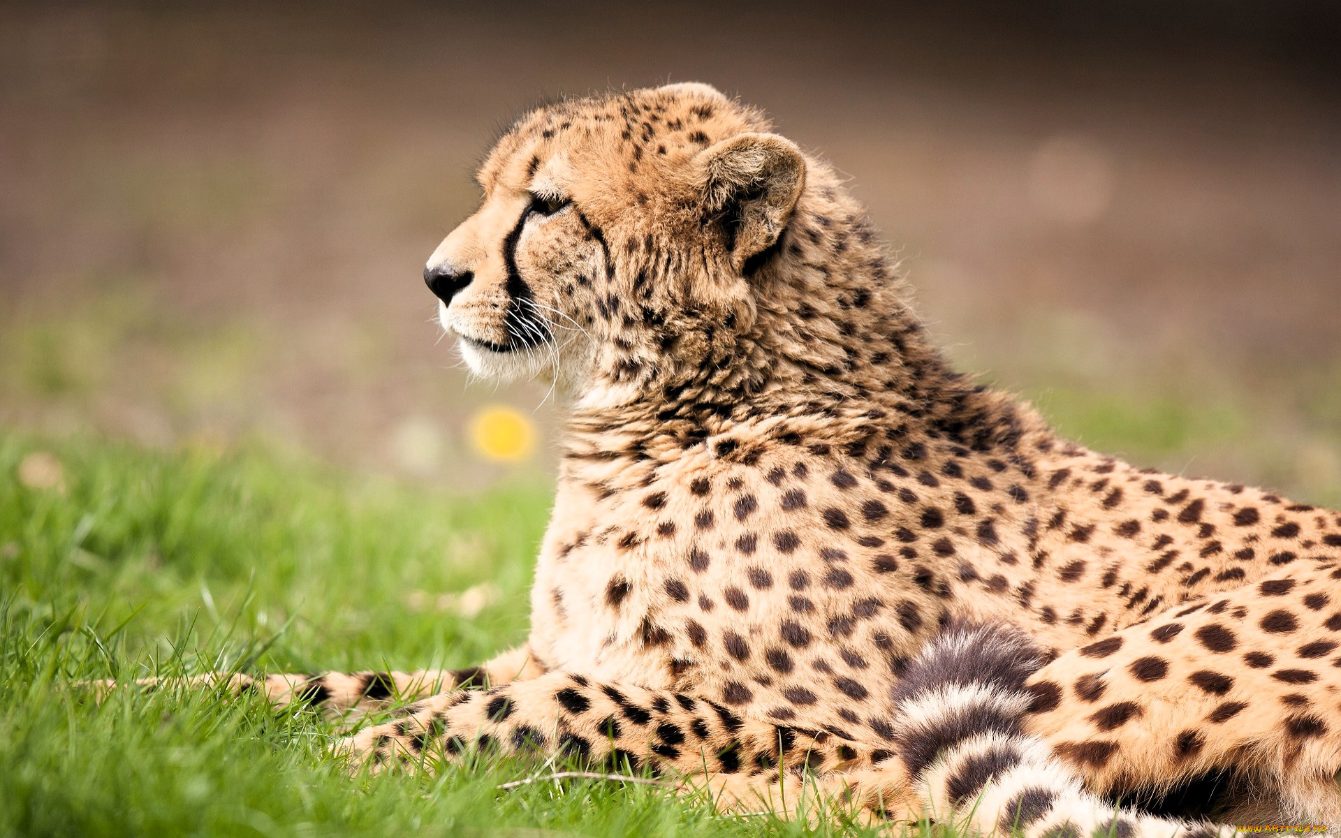 животные, гепарды, гепард, трава, лужайка