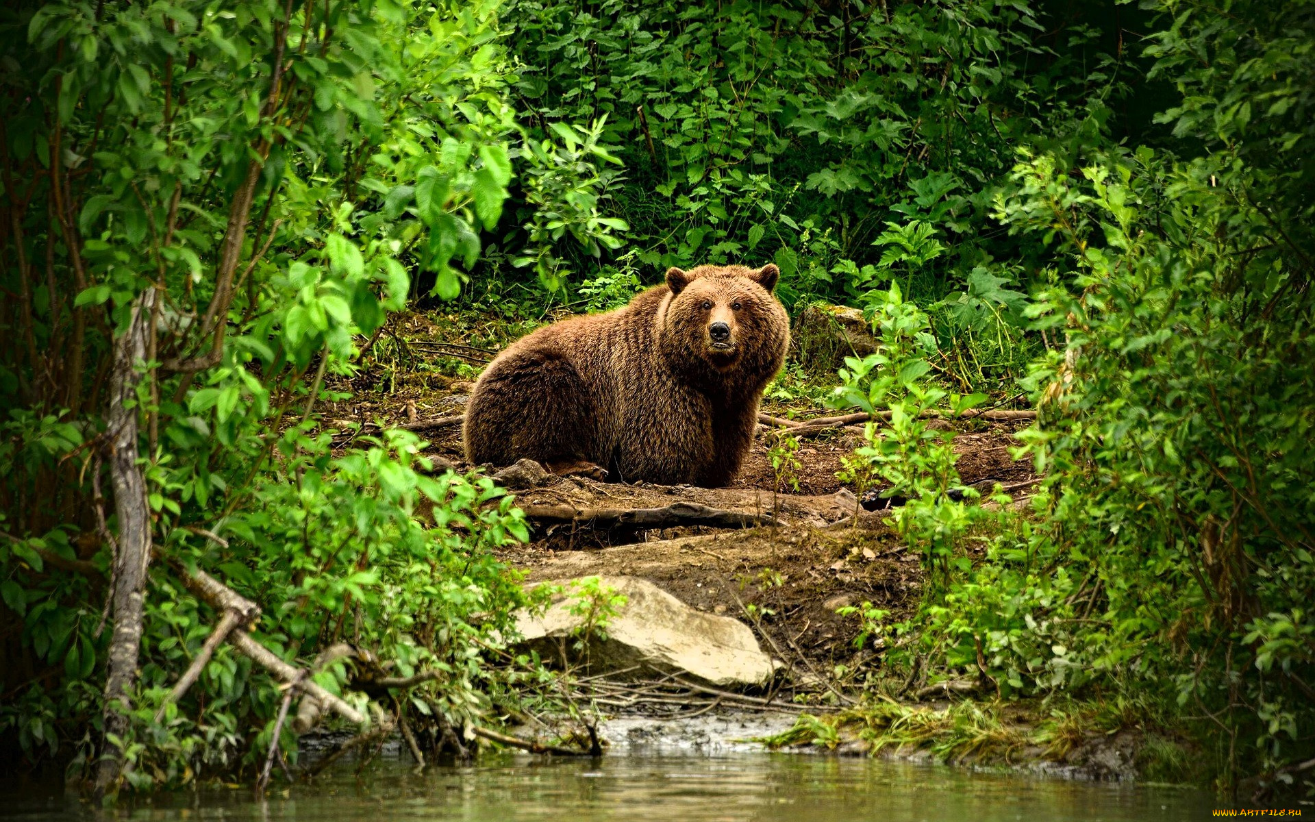 животные, медведи, медведь, бурый, река, лес