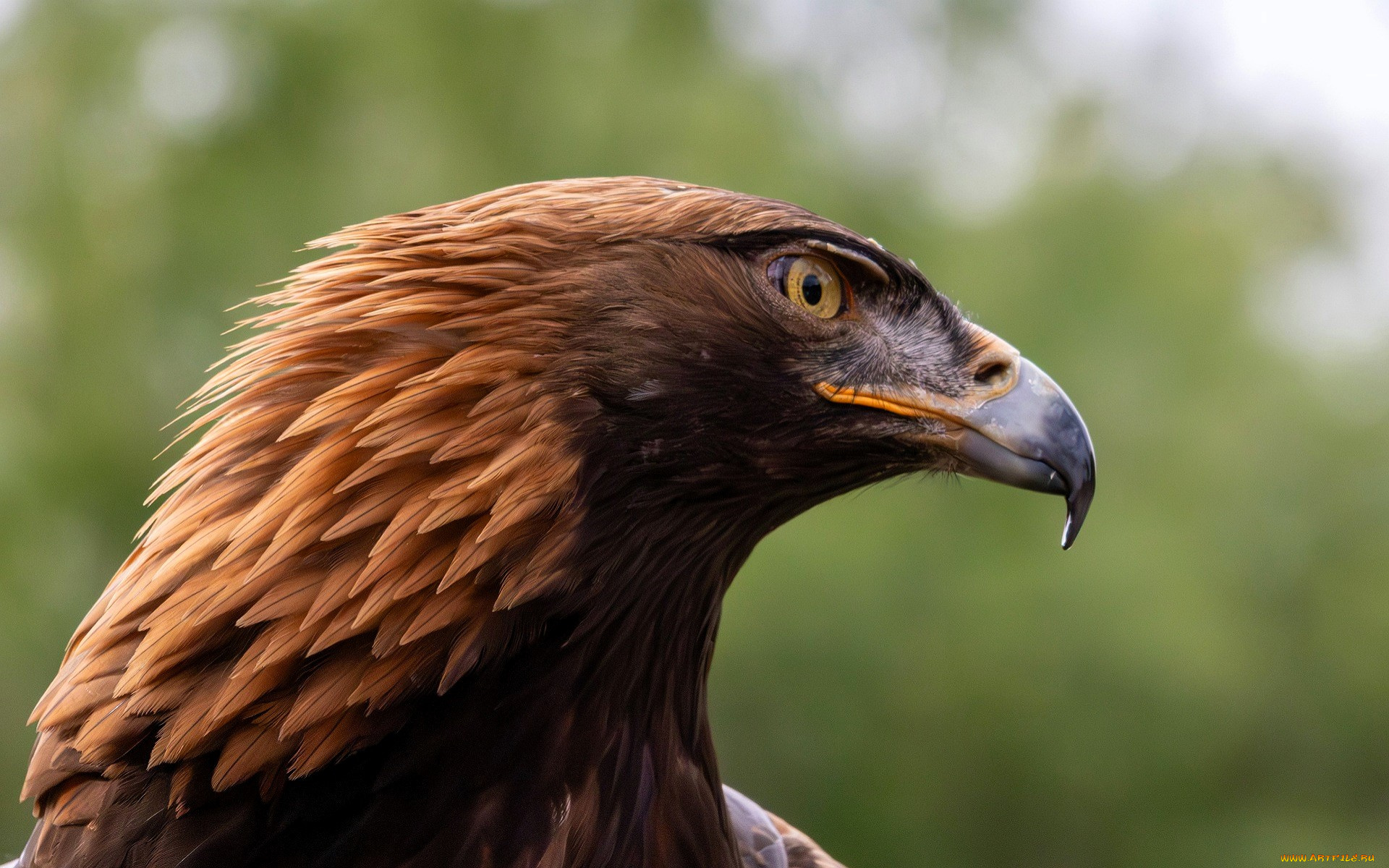 животные, птицы, -, хищники, орел, голова, беркут