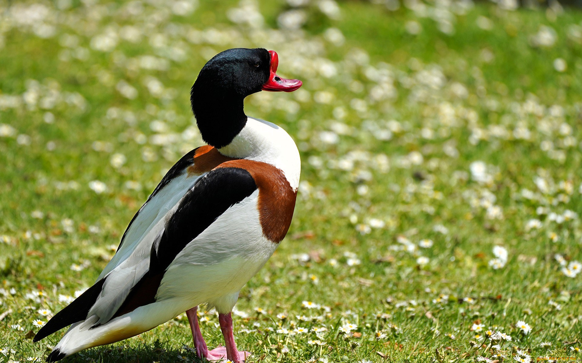 животные, утки, утка, луг, трава, цветы