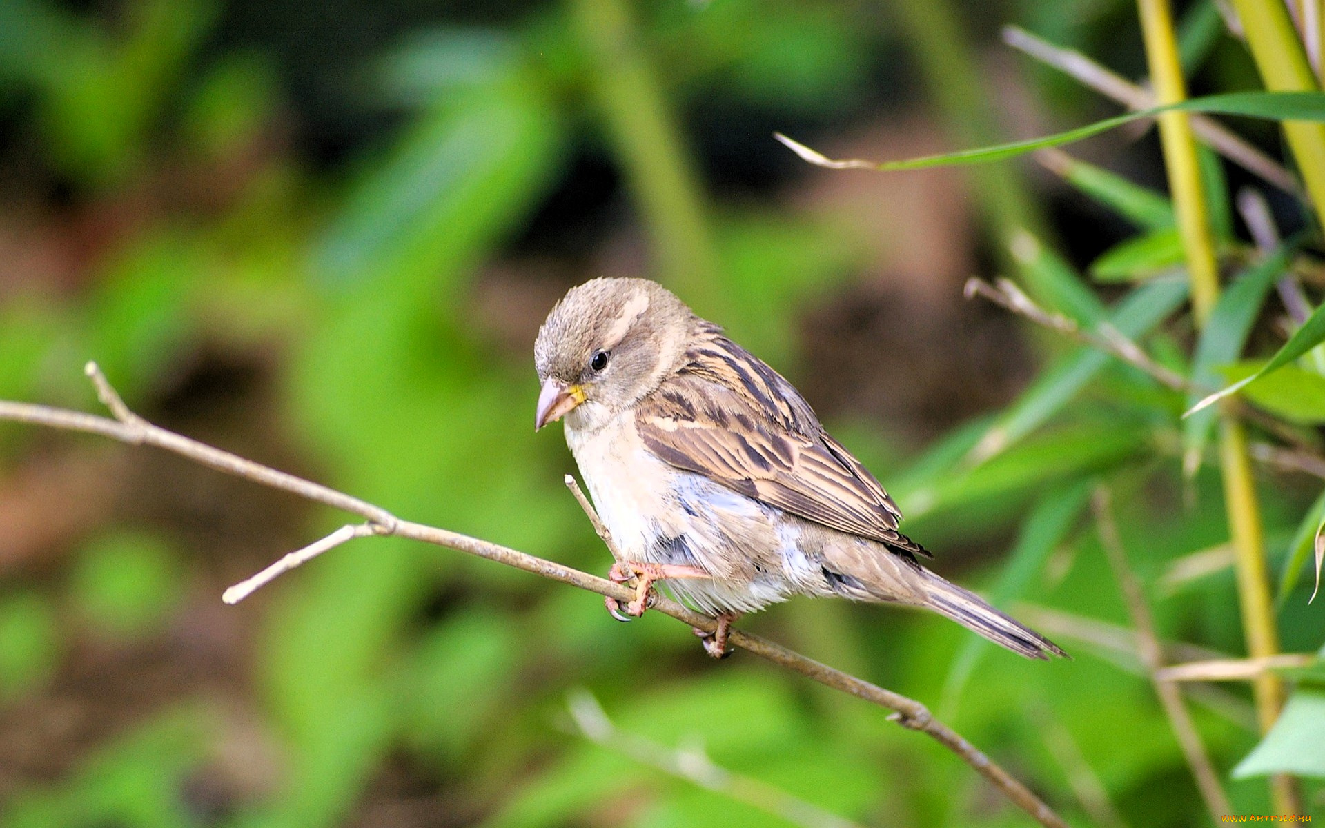животные, воробьи, воробей, ветка, птица, куст