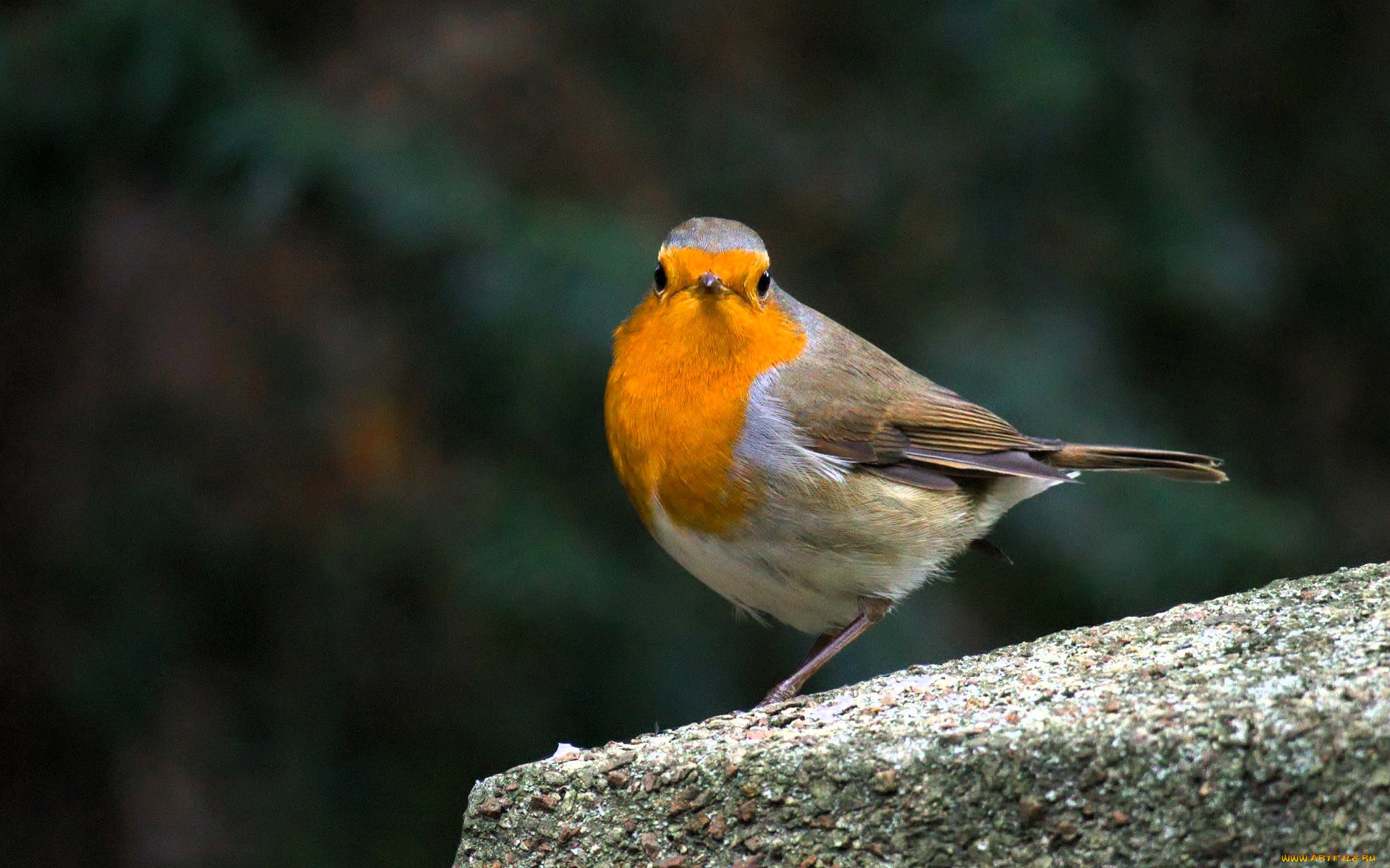 животные, зарянки, , малиновки, зарянка, птица, камень