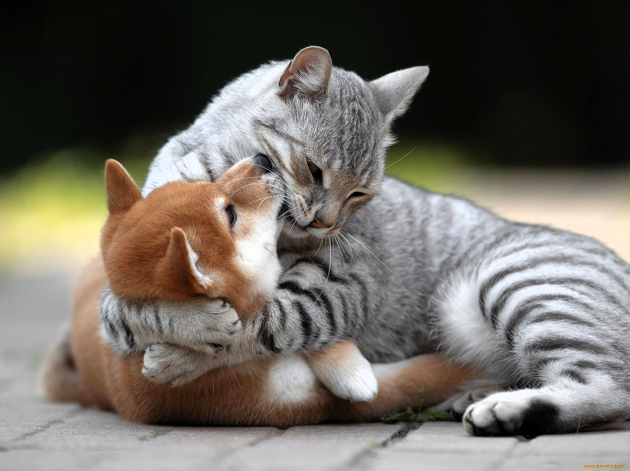 животные, разные, вместе, кошка, щенок, объятия