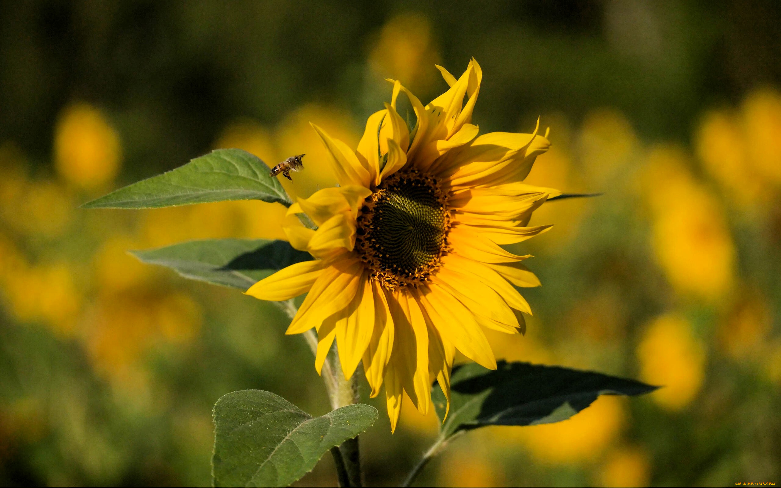 цветы, подсолнухи, подсолнух, пчела