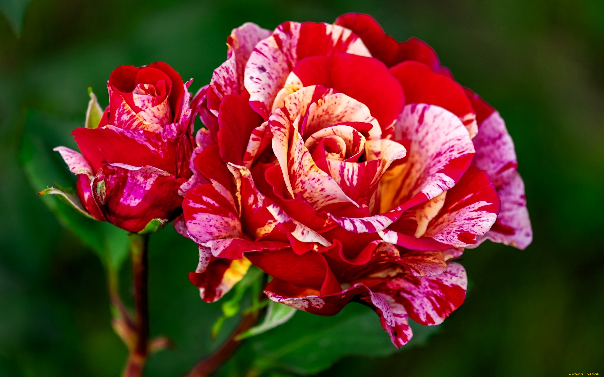 цветы, розы, бутон