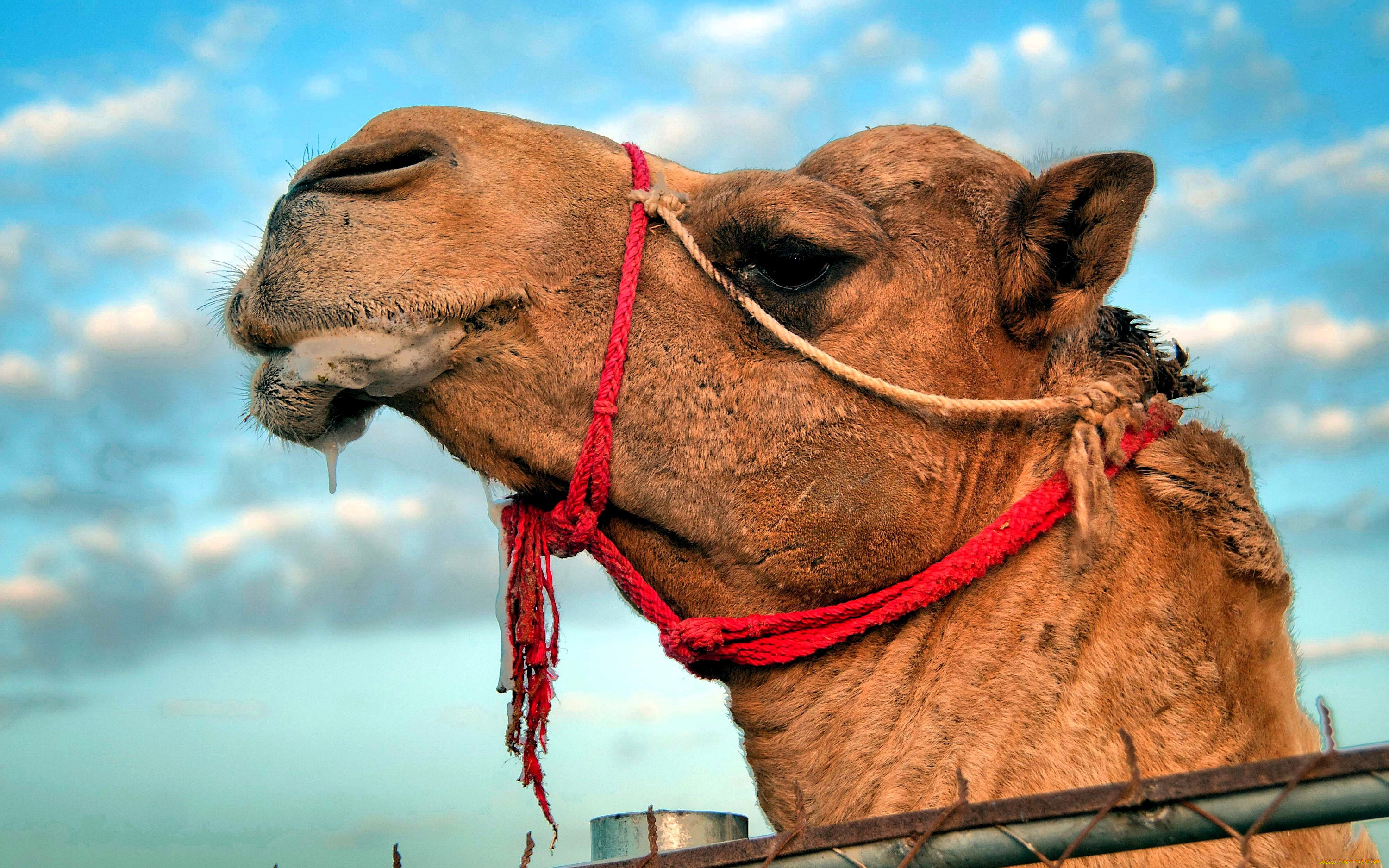 животные, верблюды, верблюд, голова, уздечка