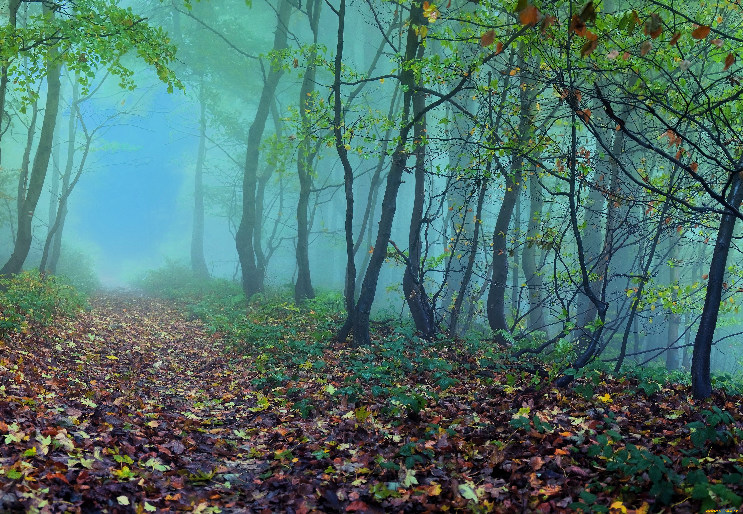 природа, лес, осень, листья, деревья, туман