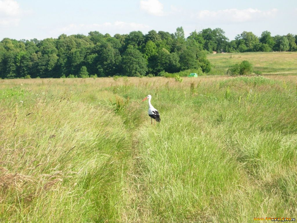 животные, аисты