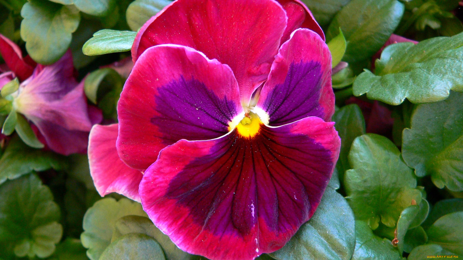 цветы, анютины, глазки, садовые, фиалки