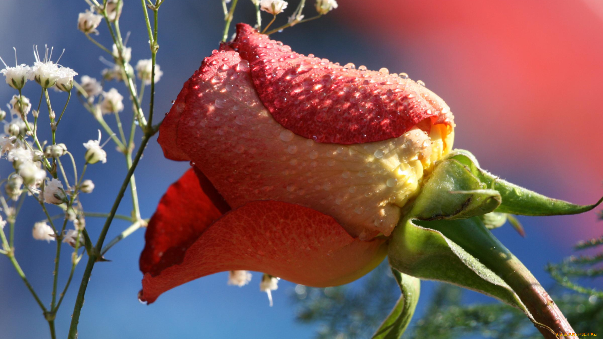 цветы, розы