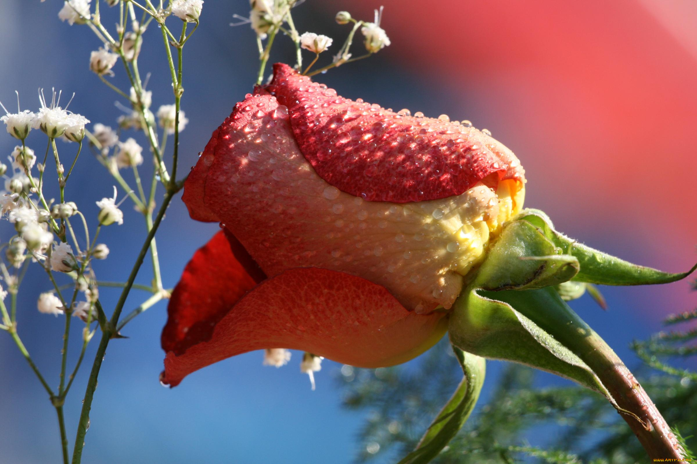 цветы, розы