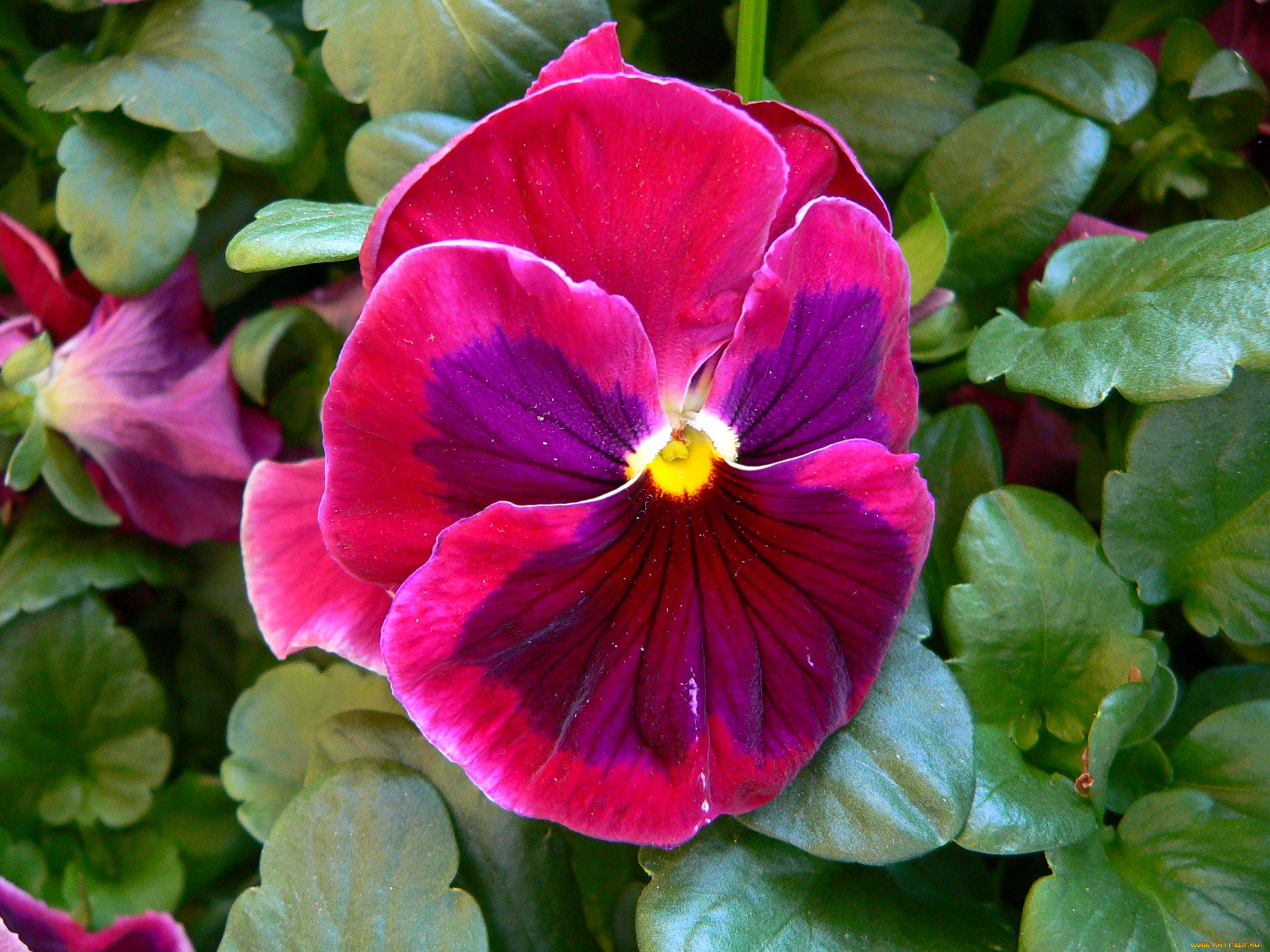 цветы, анютины, глазки, садовые, фиалки