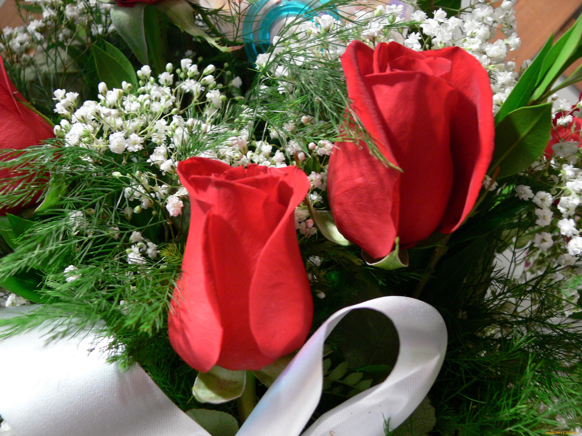 цветы, разные, вместе