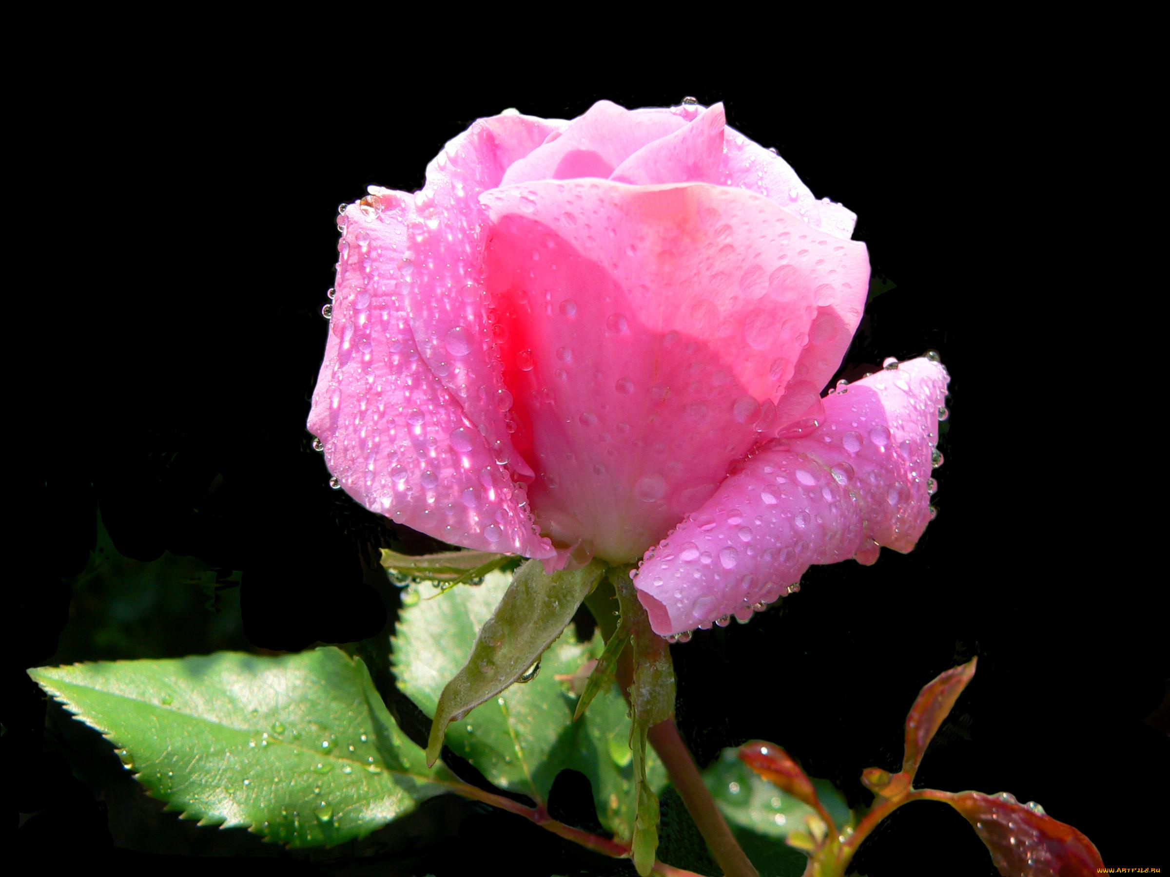 цветы, розы