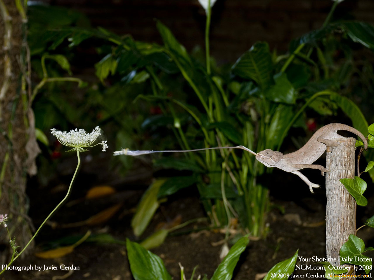 животные, хамелеоны