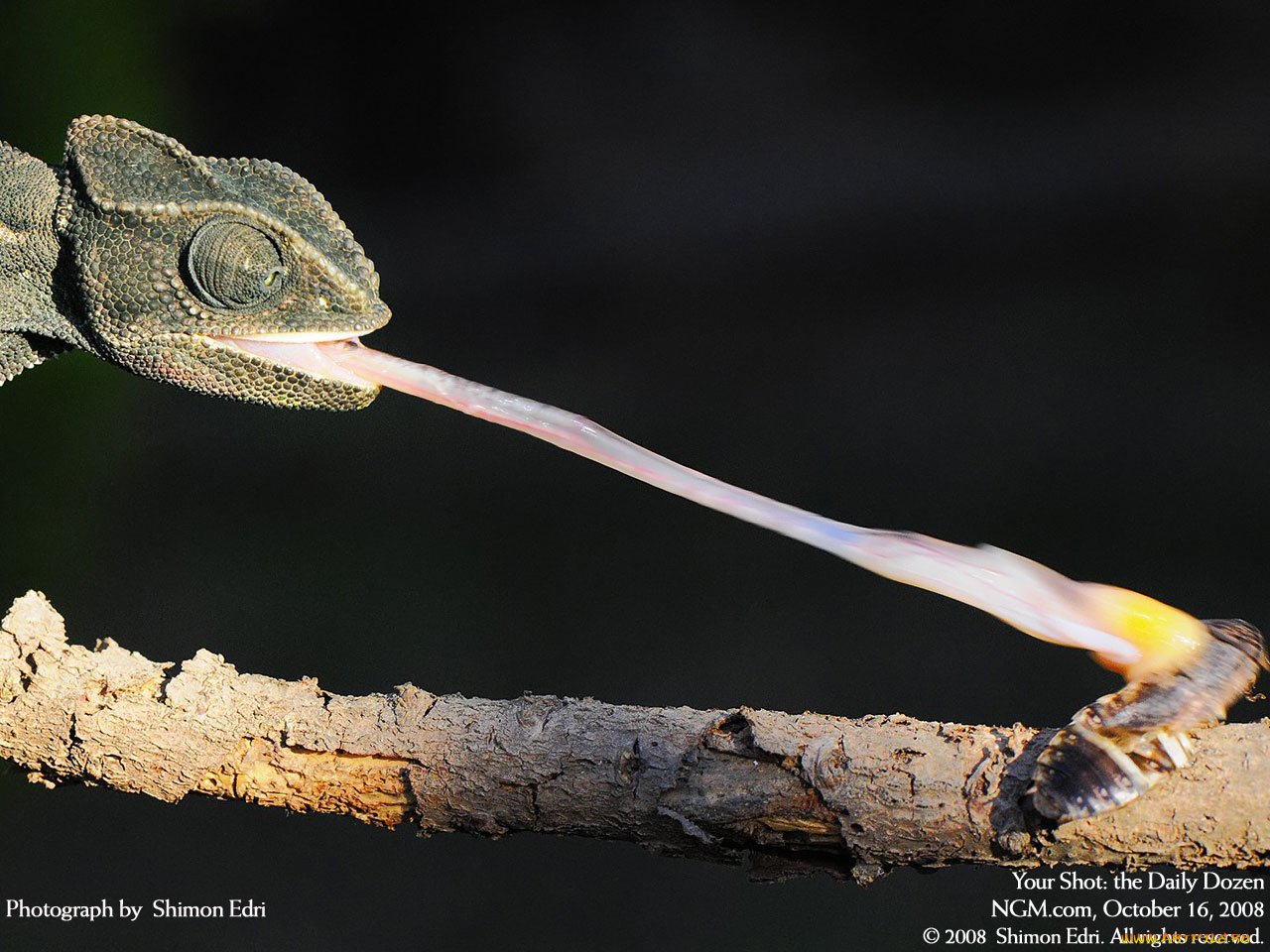 животные, хамелеоны