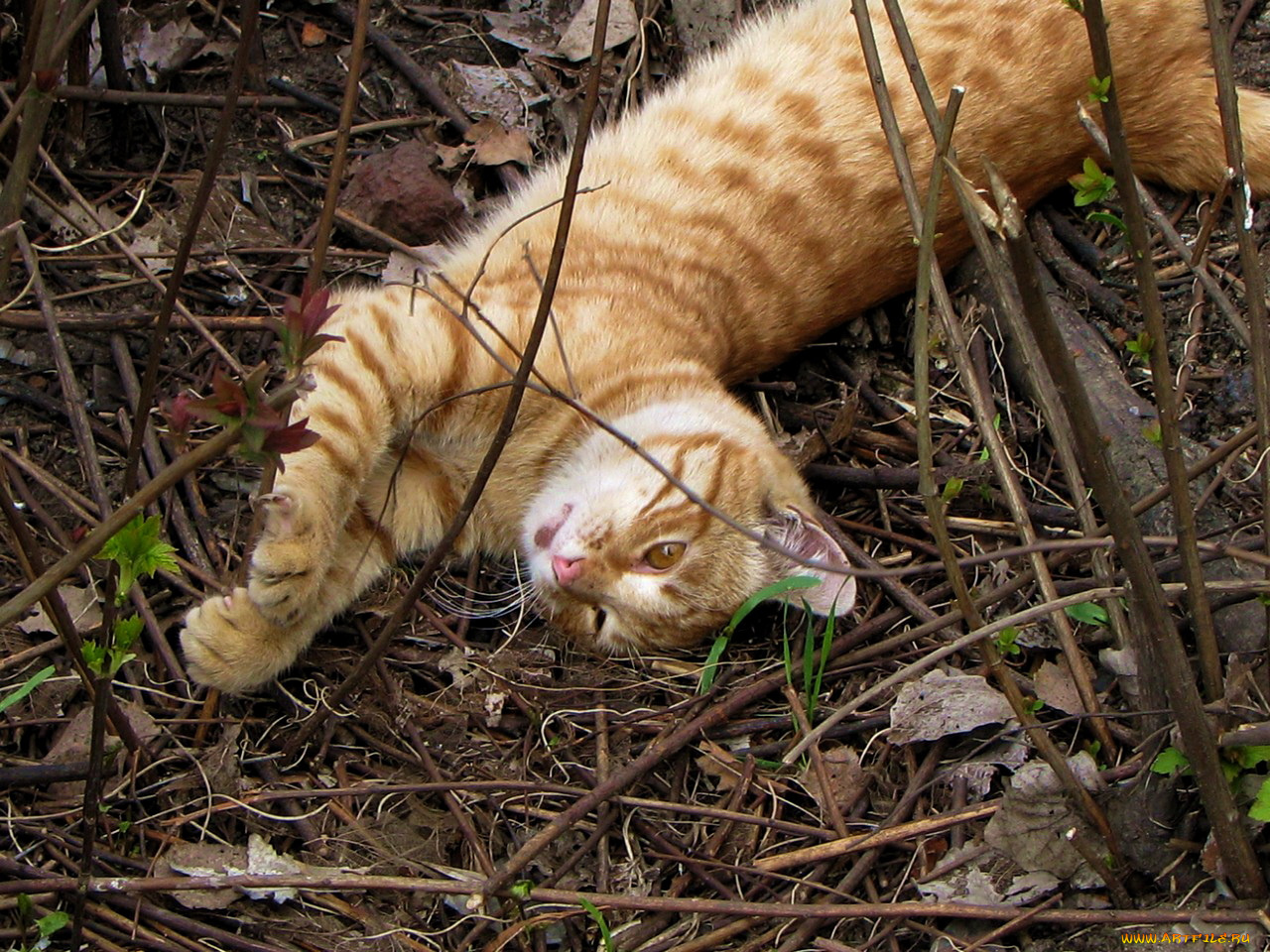животные, коты