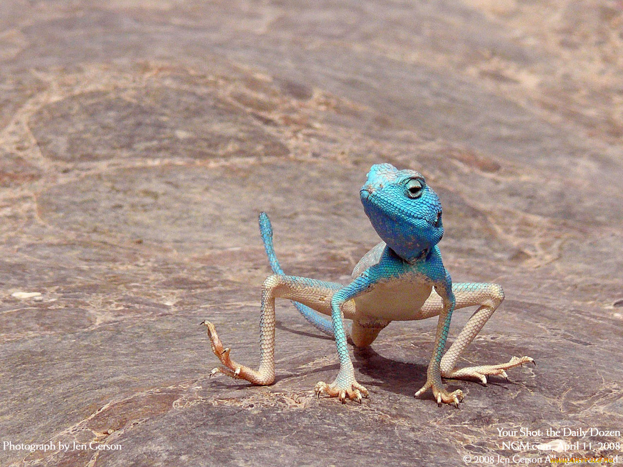 животные, Ящерицы, игуаны, вараны