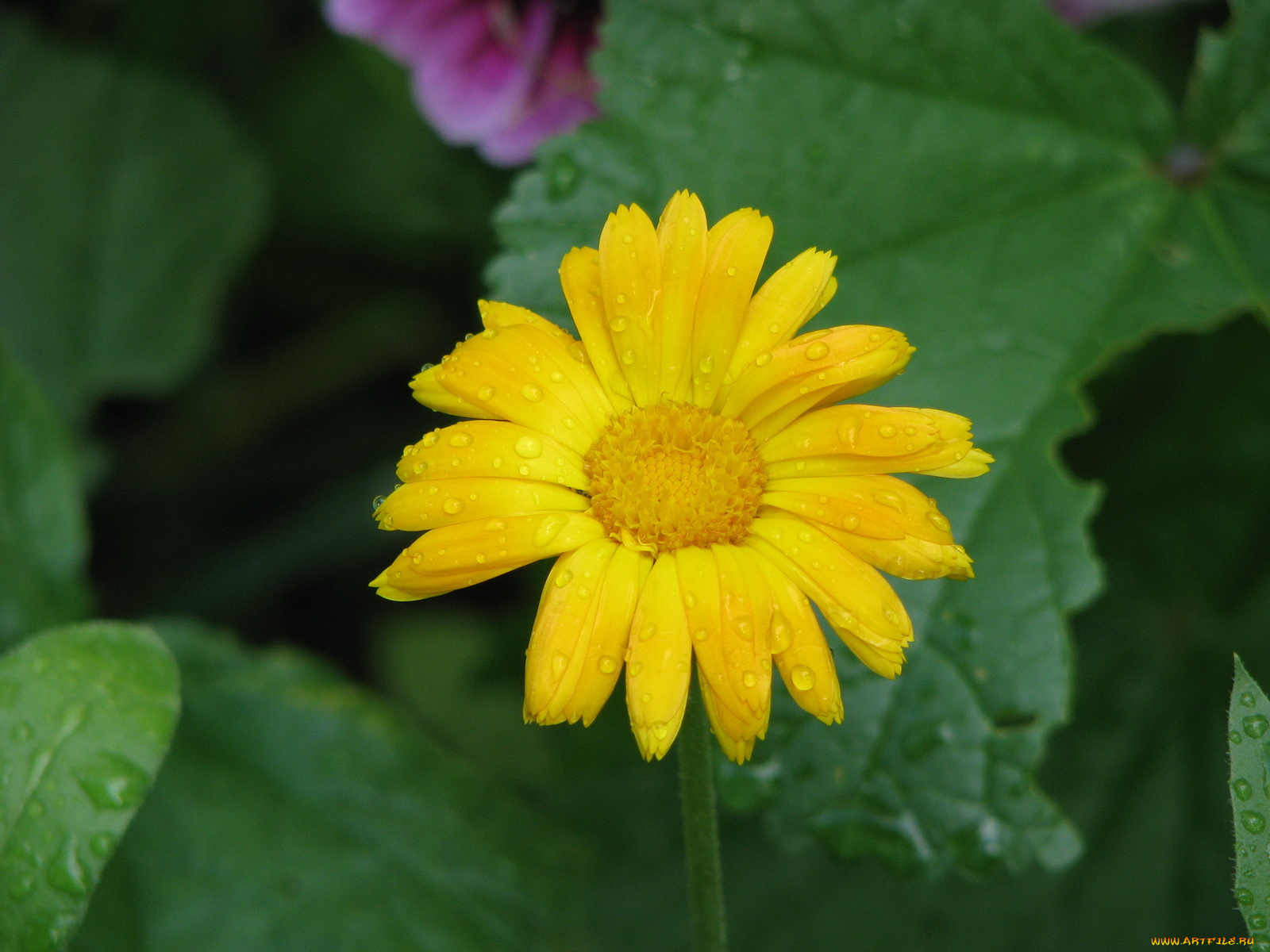 цветы, ромашки