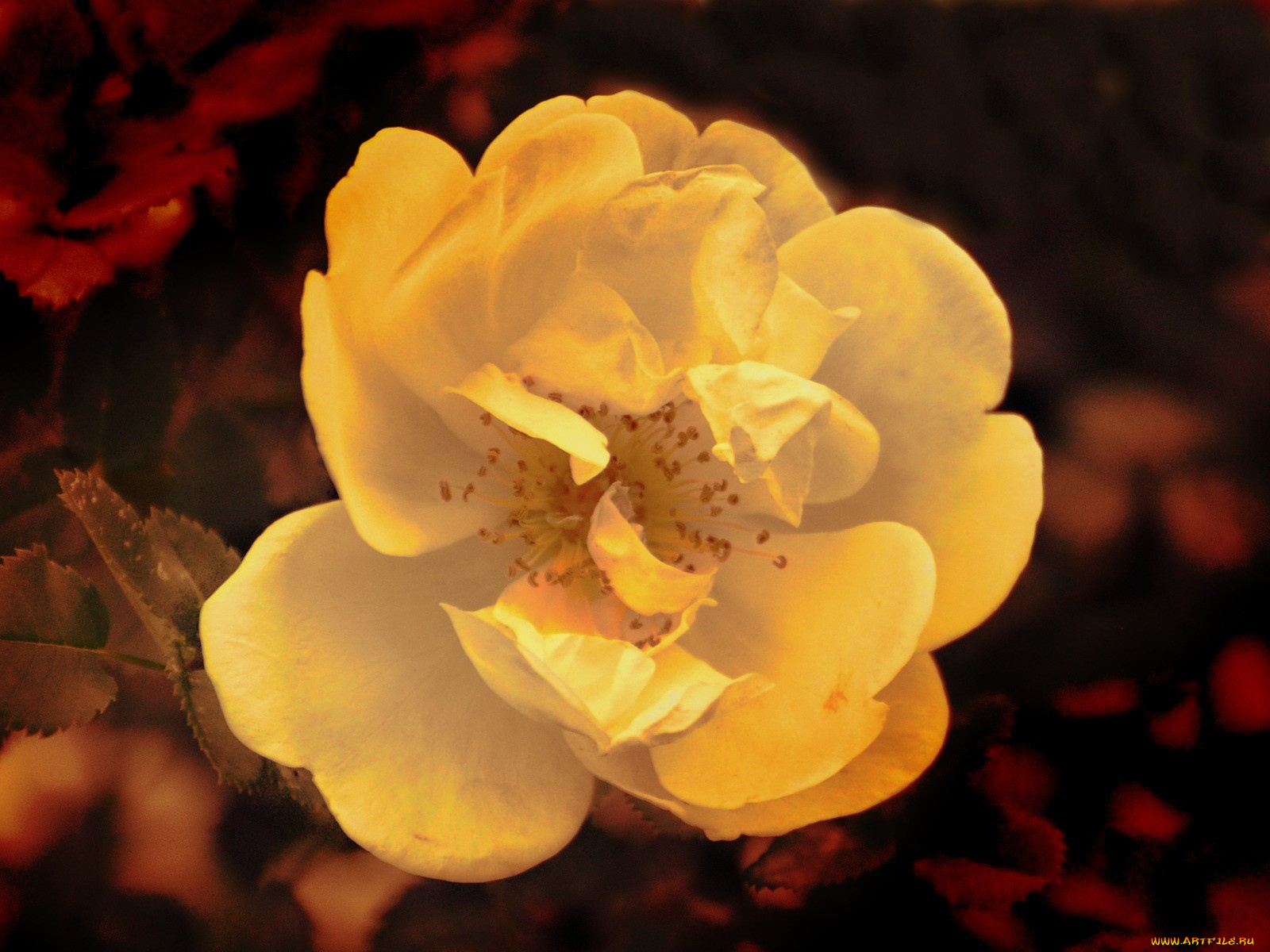 цветы, шиповник