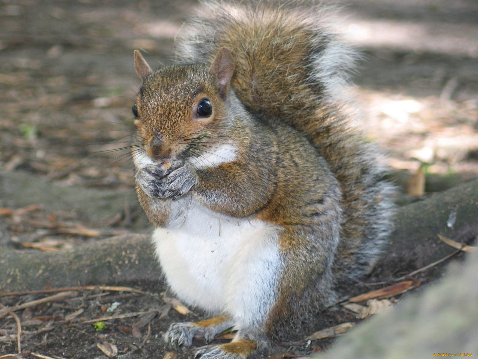 животные, белки