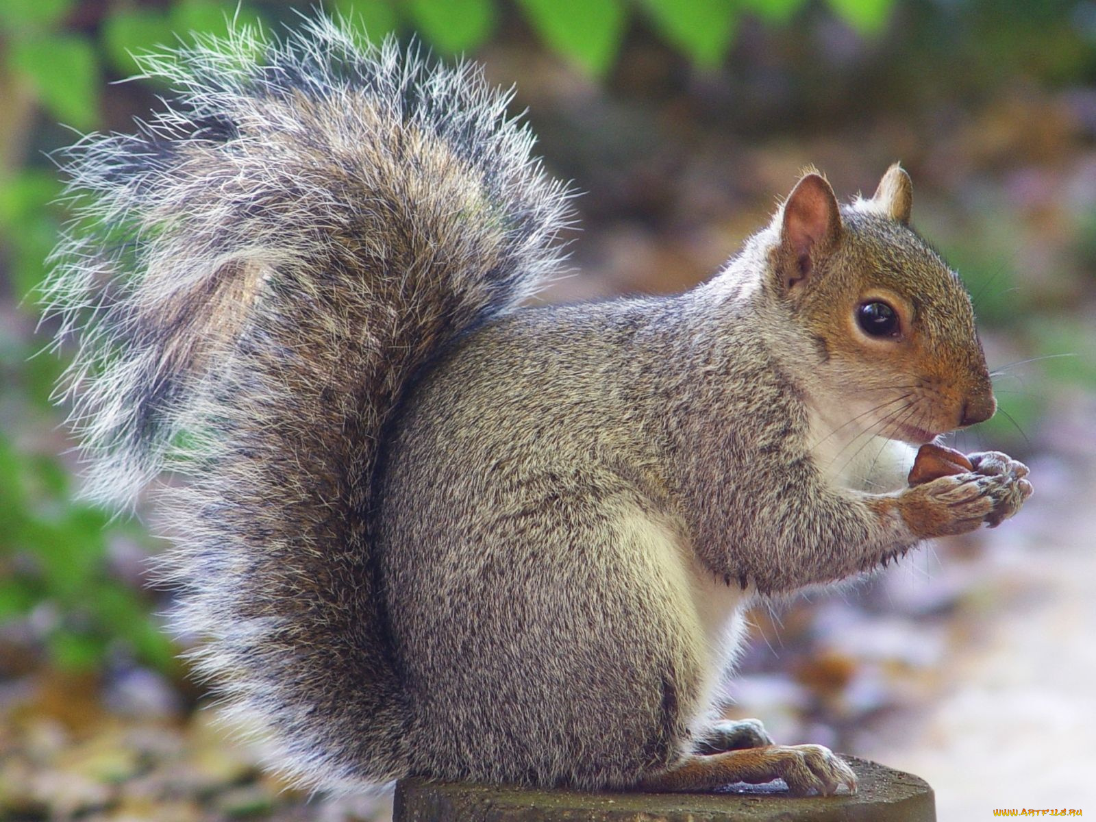 животные, белки