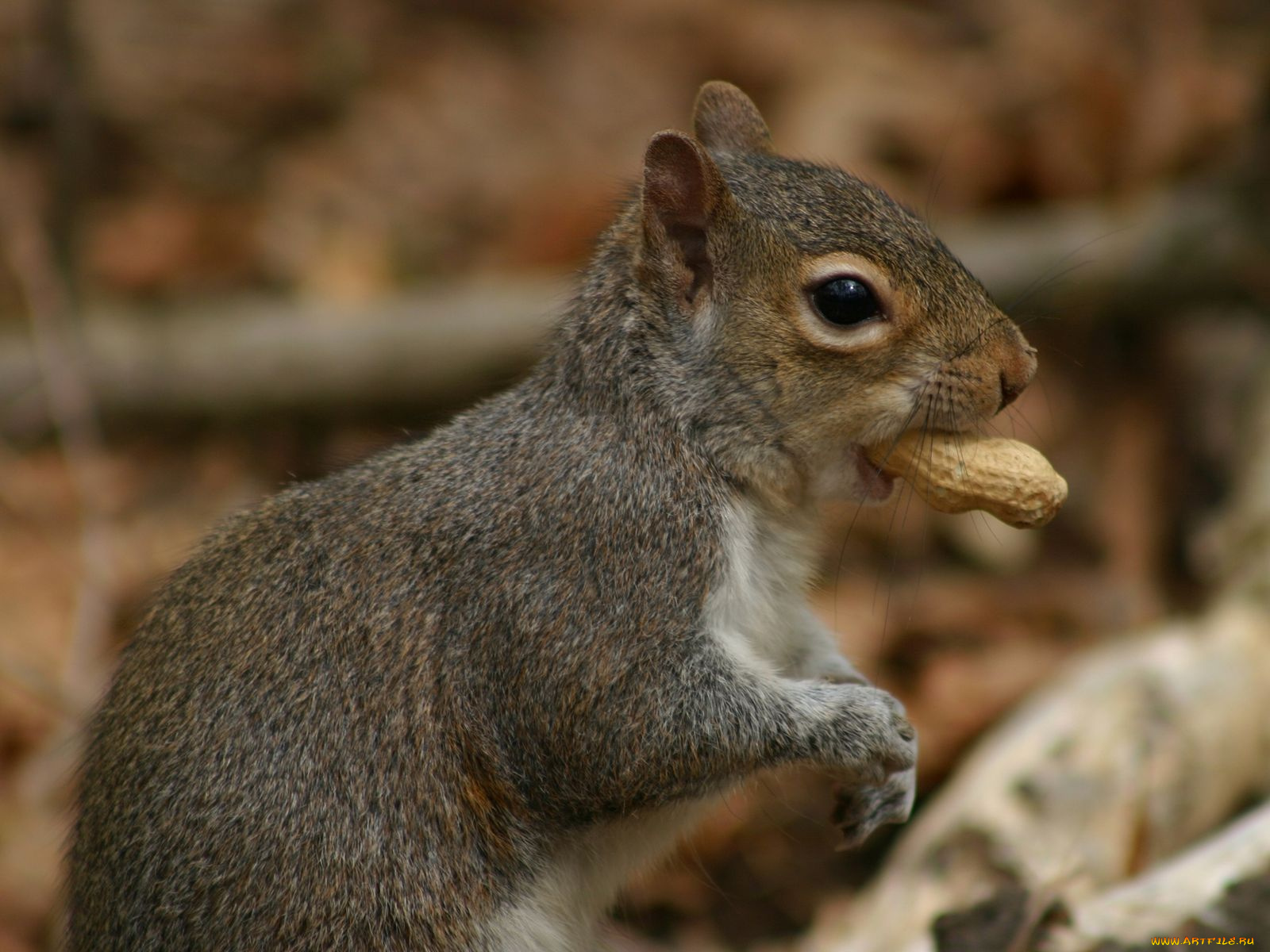 животные, белки