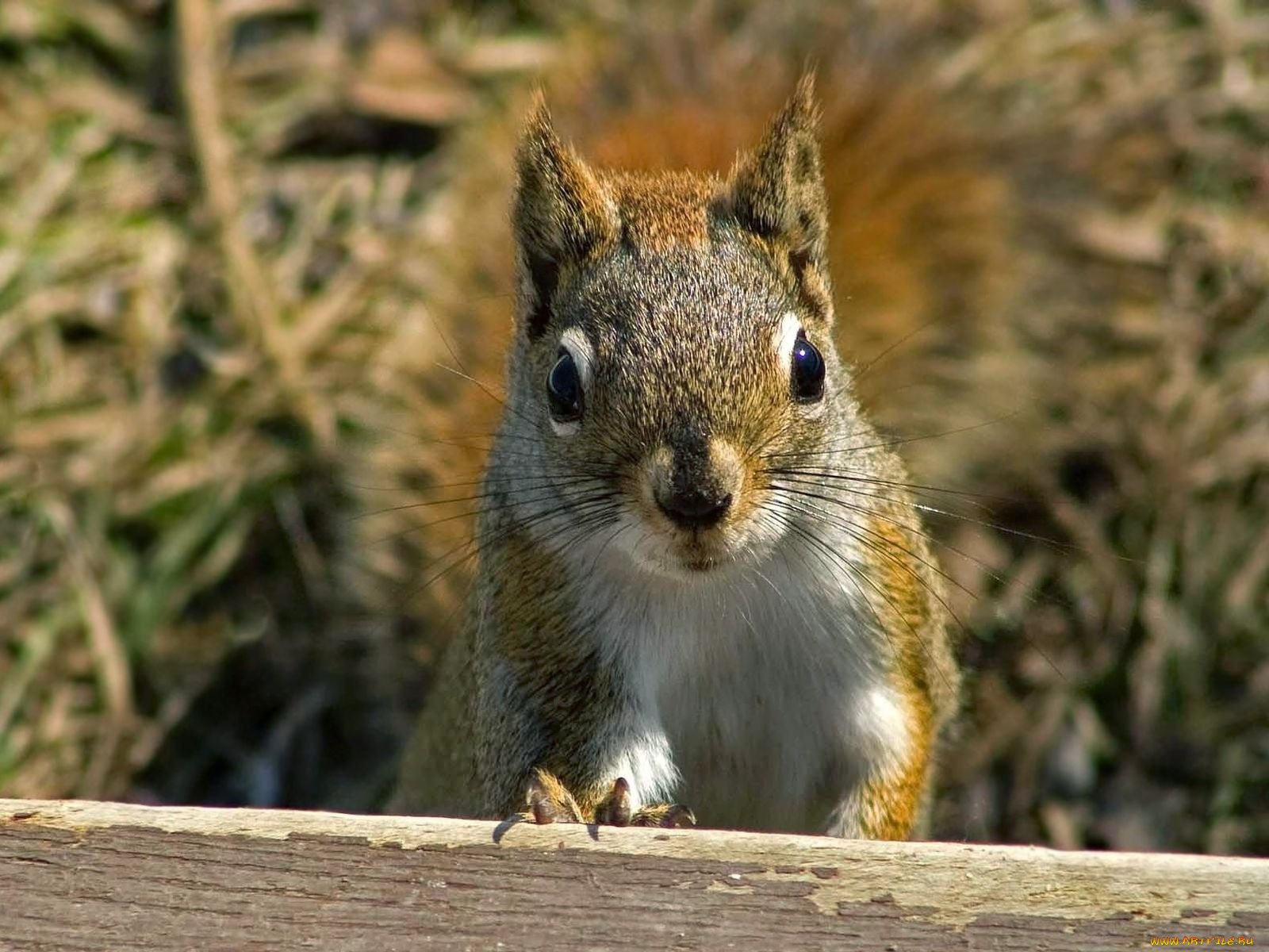животные, белки
