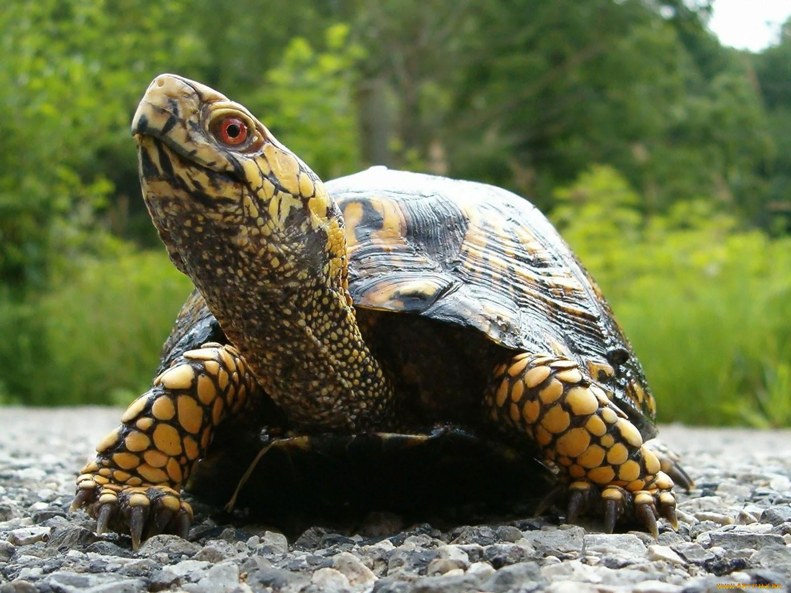 животные, Черепахи