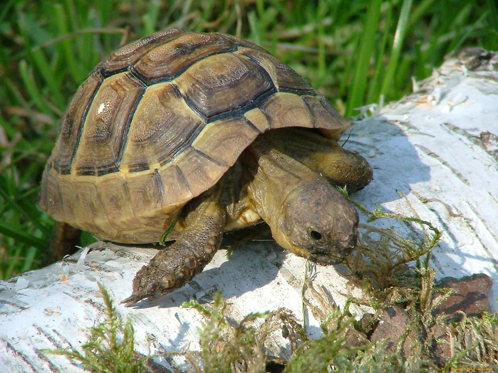 животные, Черепахи
