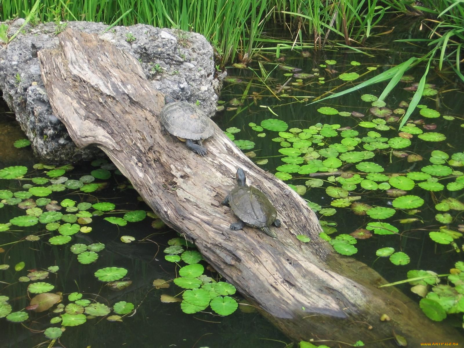 животные, Черепахи