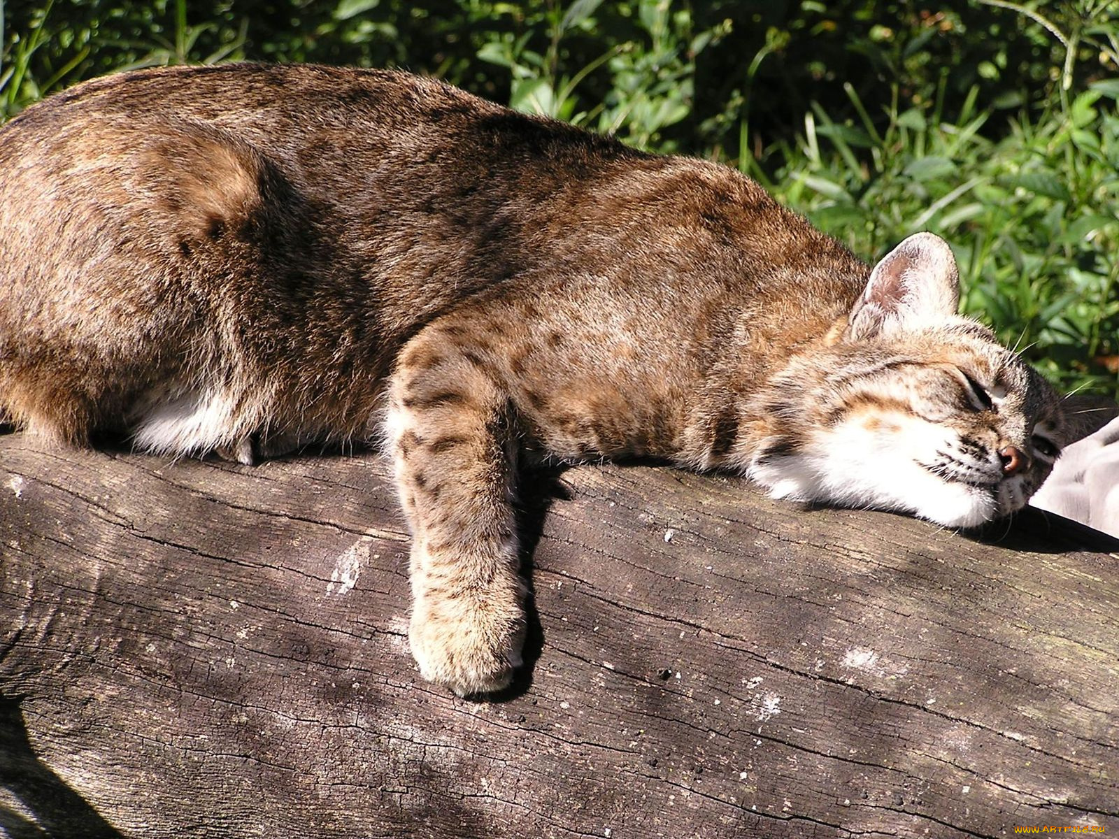 животные, коты