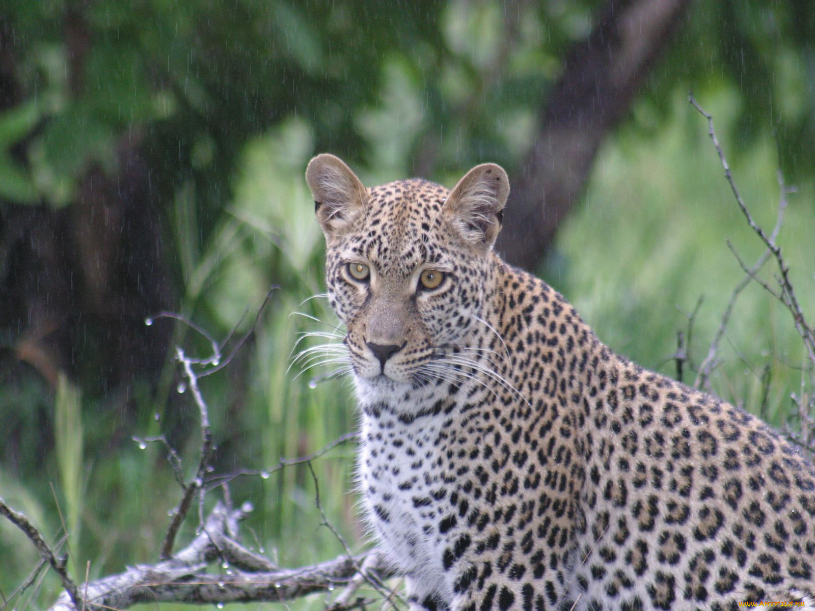 животные, леопарды