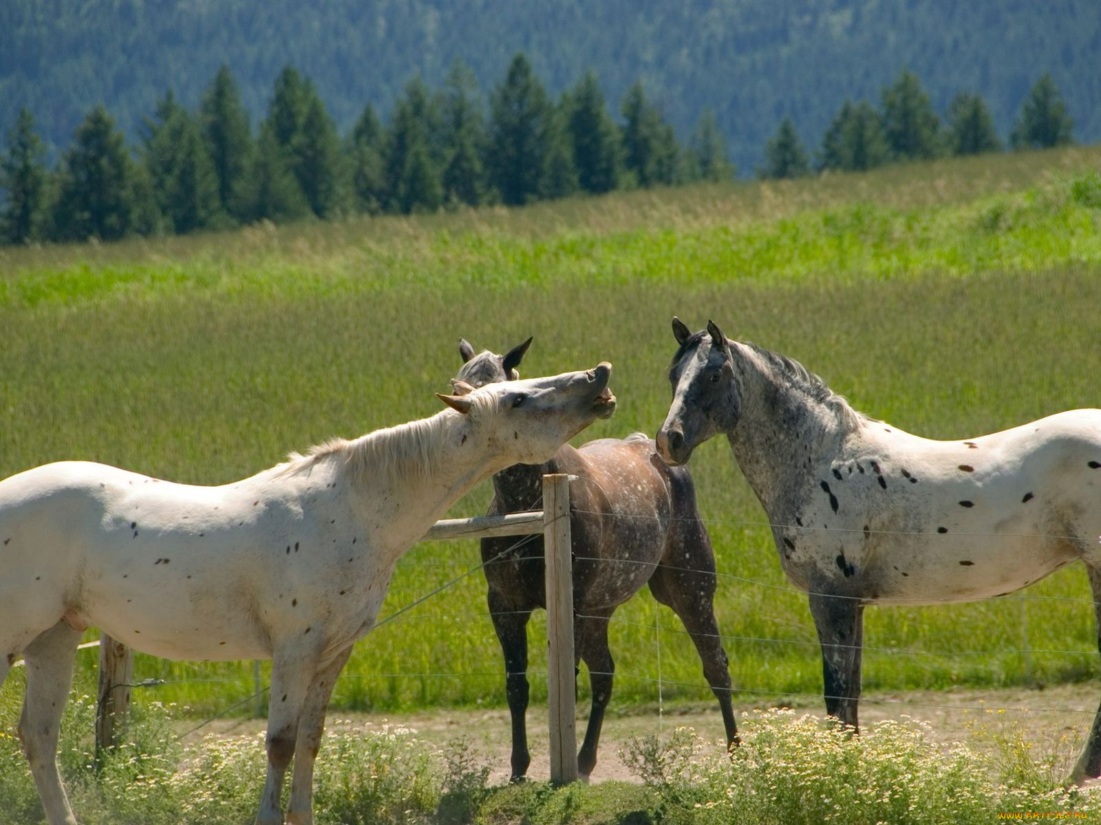 животные, лошади