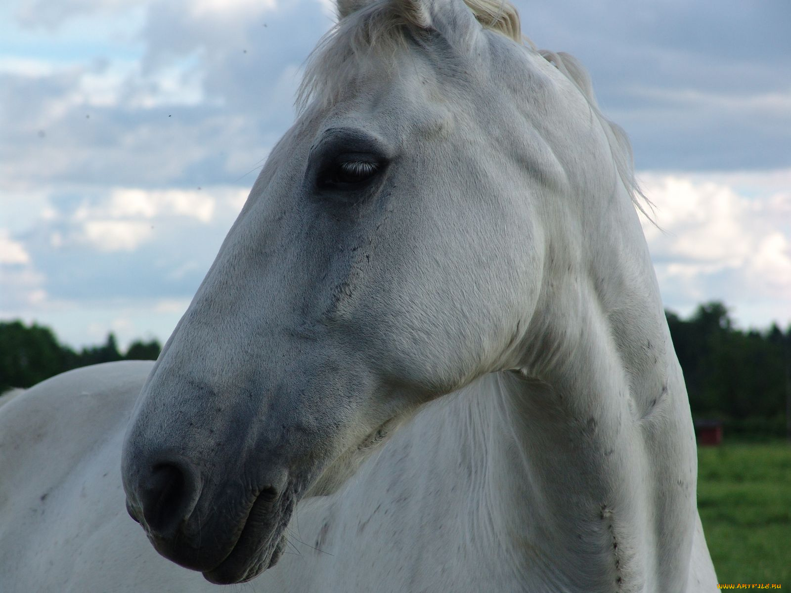 животные, лошади