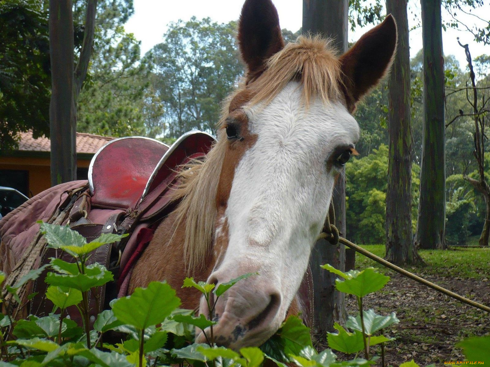 животные, лошади