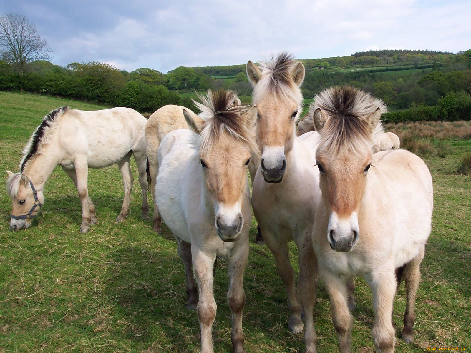 животные, лошади