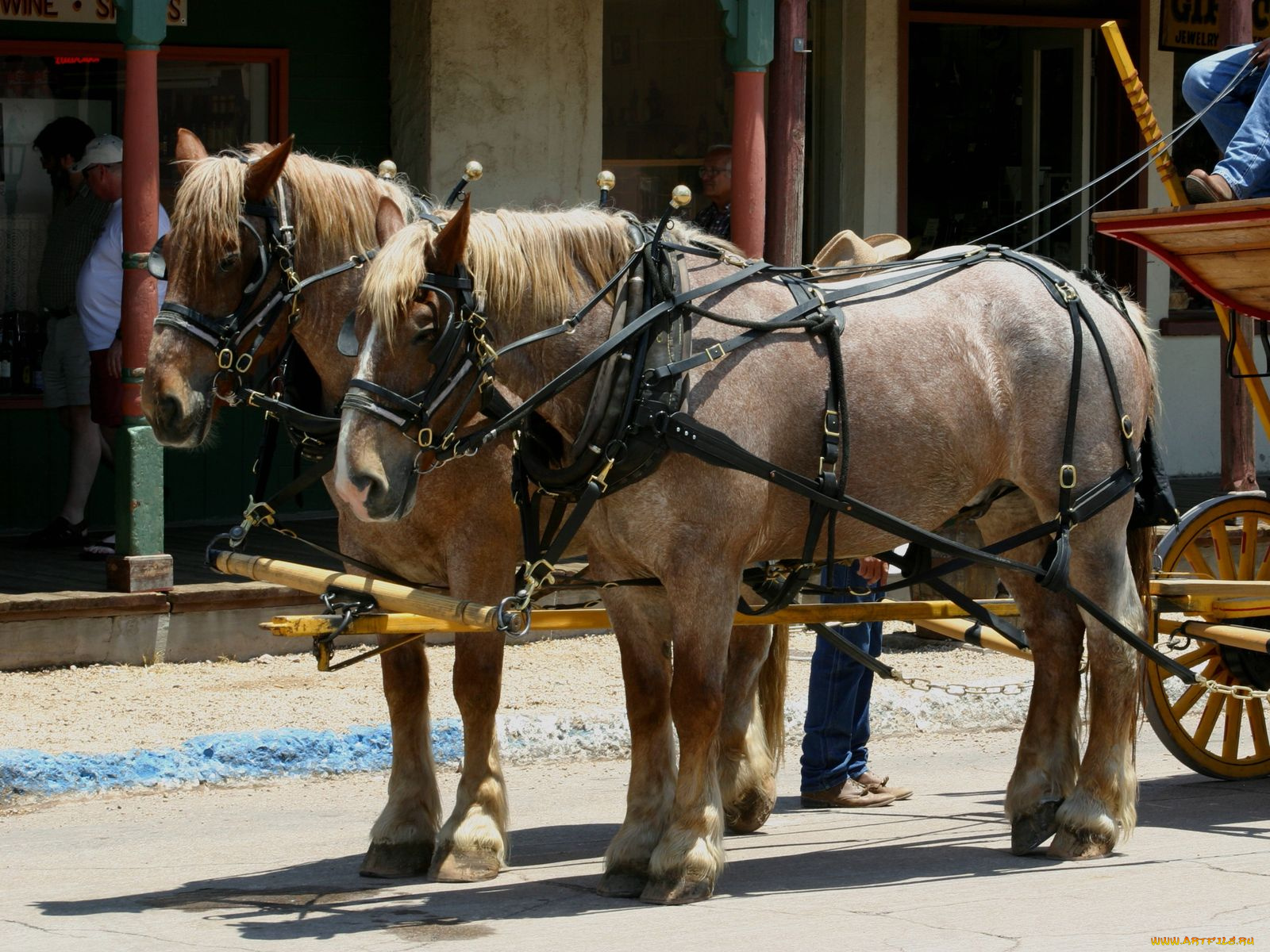 животные, лошади