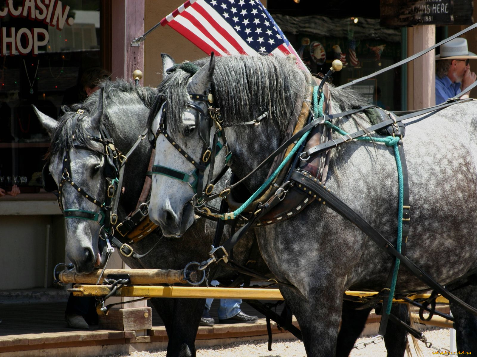 животные, лошади