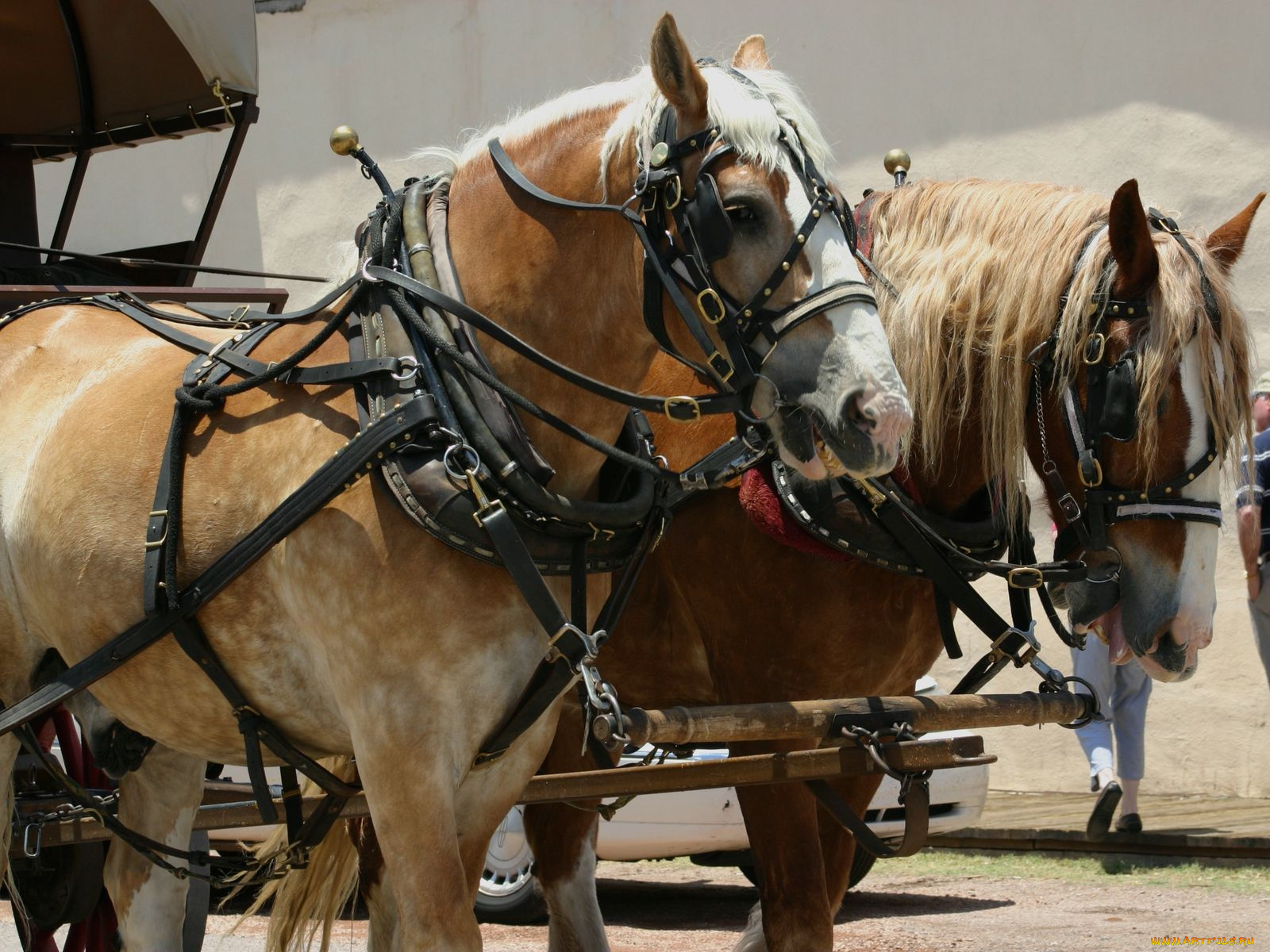 животные, лошади