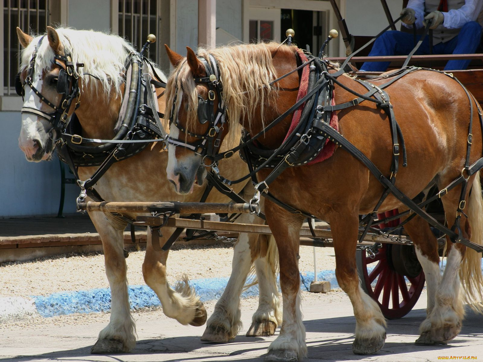 животные, лошади