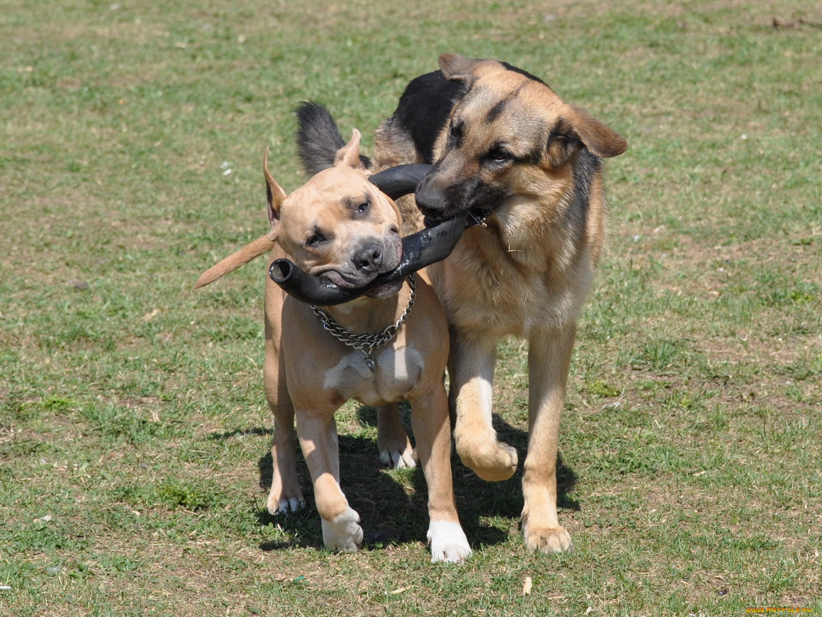 животные, собаки