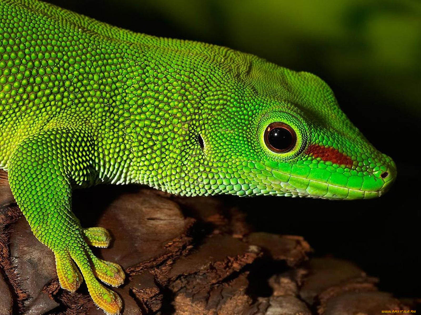 животные, Ящерицы, игуаны, вараны