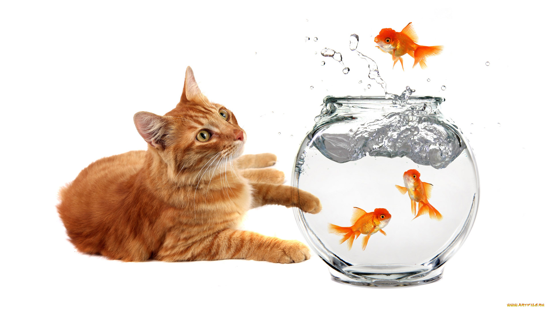 животные, разные, вместе