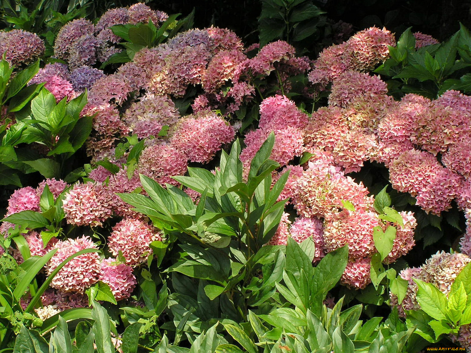 цветы, гортензия, пышный, куст
