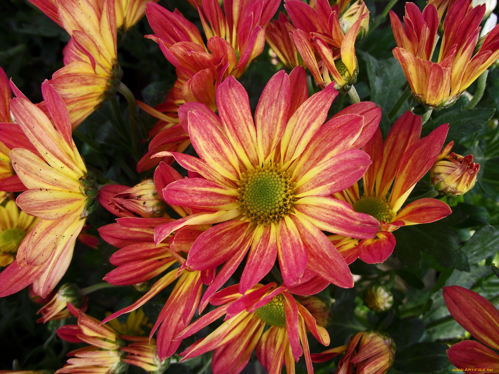 цветы, хризантемы, двухцветные